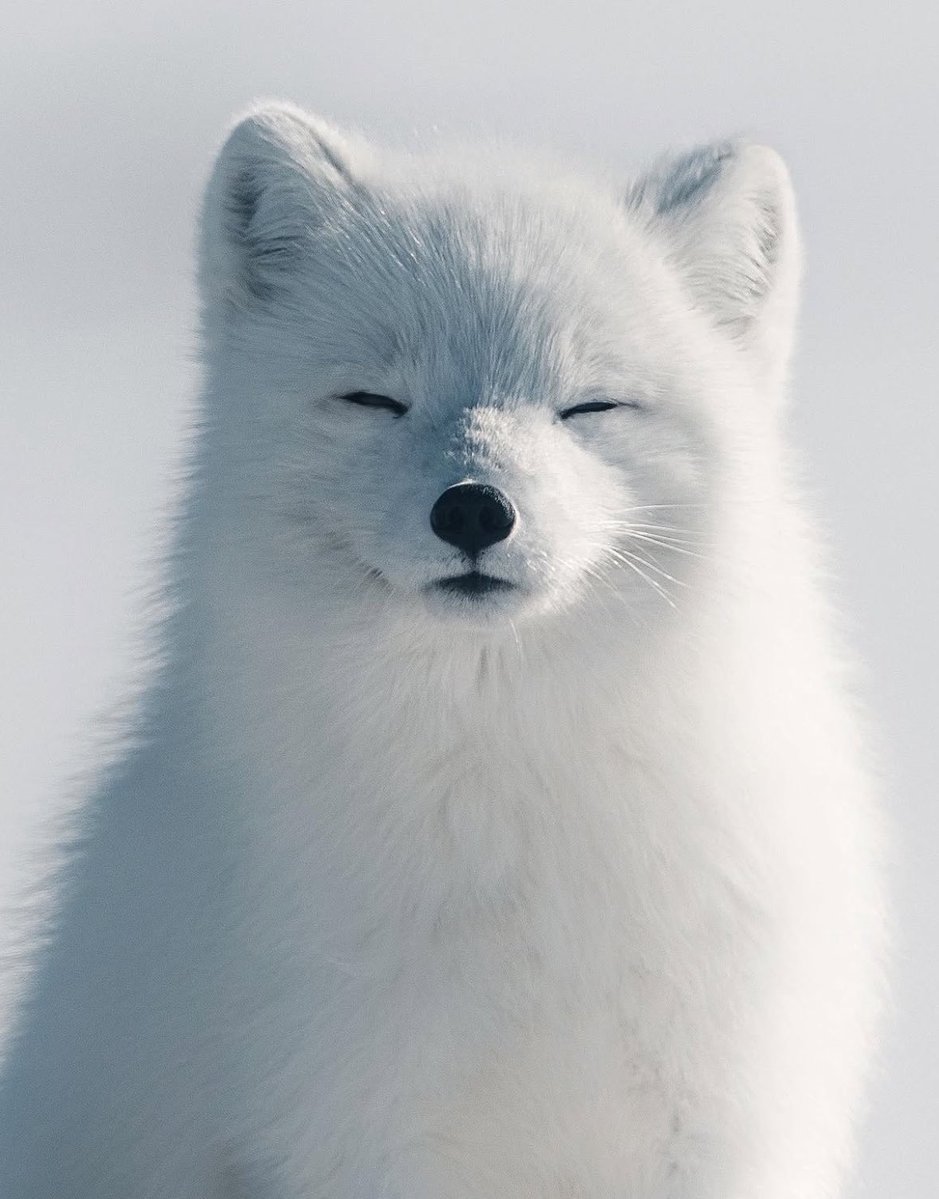 bliss