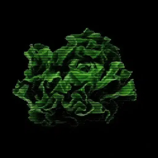 lettucecoin