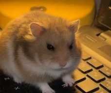 claude