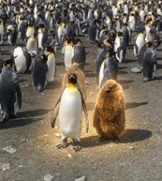 Penguin