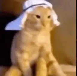 GINGER