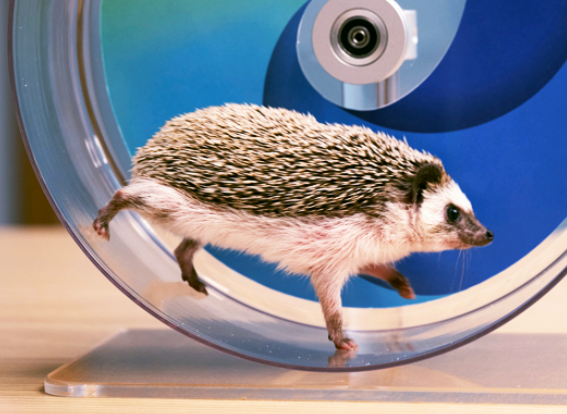 edgehog