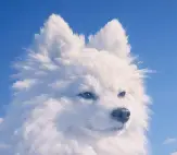 CloudDog