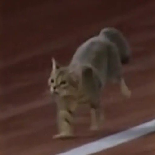 Meowt