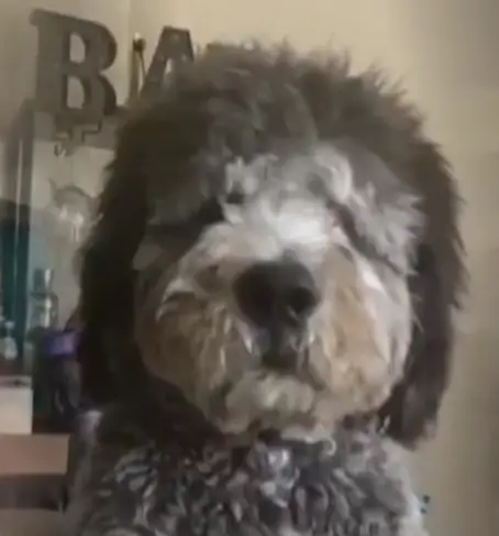 PEDRO