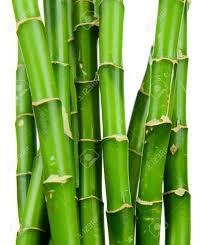 BAMBOO