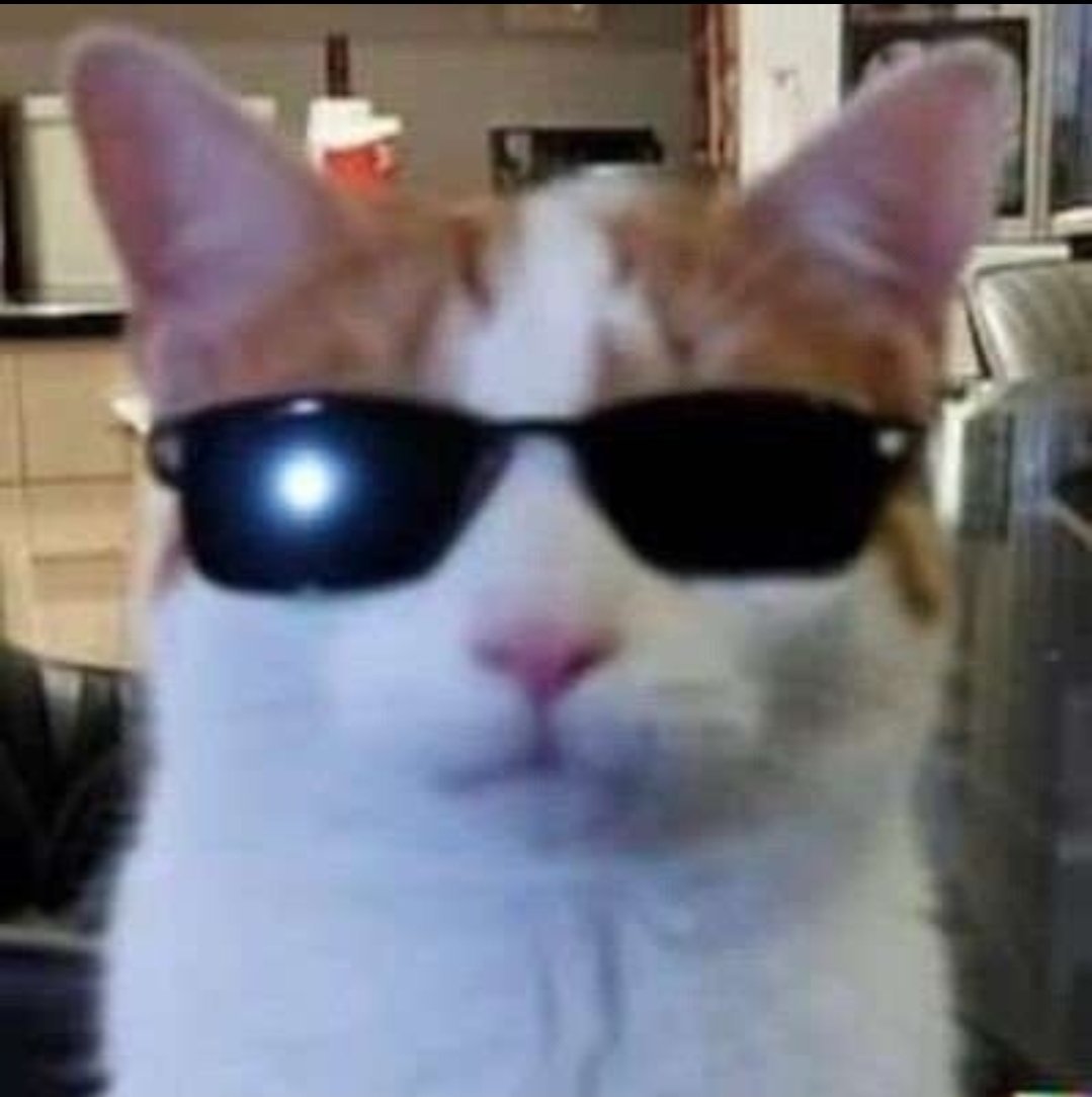 COOLCAT logo