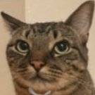 NEETCAT