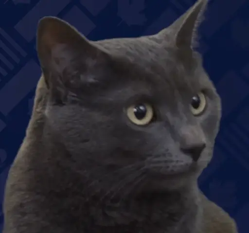 Cass
