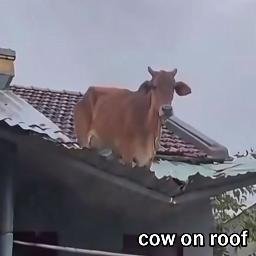 COR