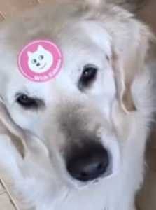 チョビ