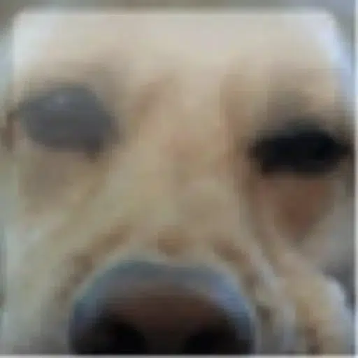 DOG logo