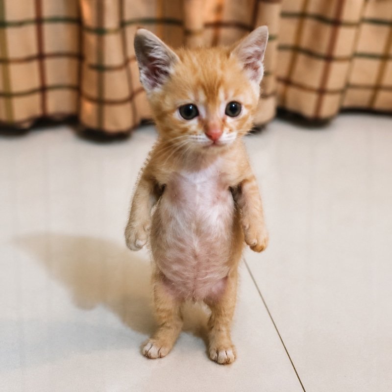 miguel