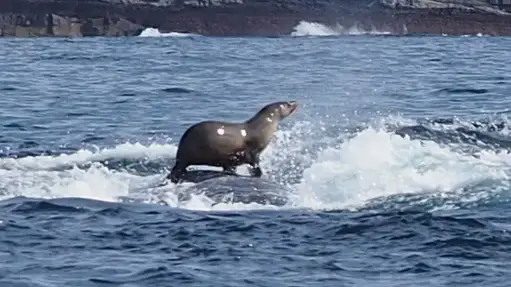 Seal
