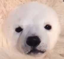 ber