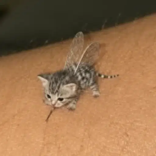 MOSKITTEN