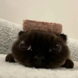 brick