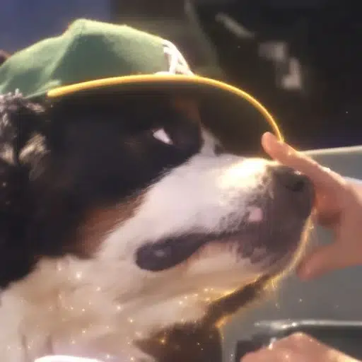 boopdog