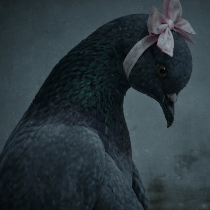 Pigeon — The Depressed Pigeon Solana token traded by KOLs