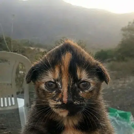 Tingy