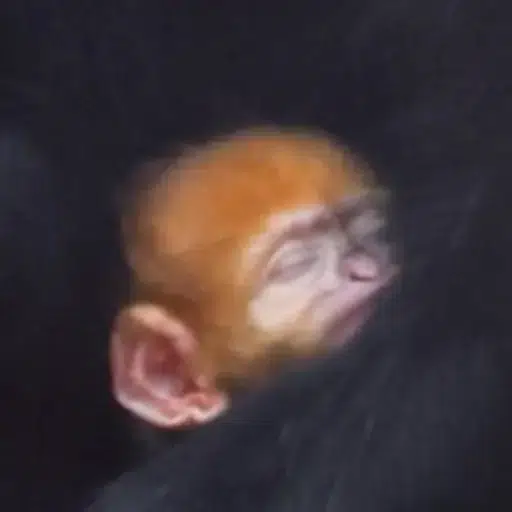 BONKEY