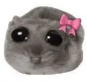 hamster