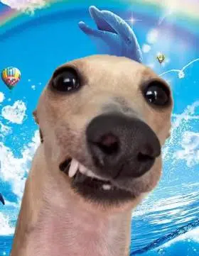 Pestolav