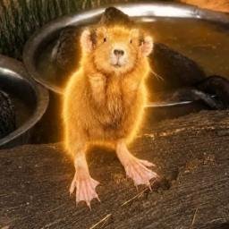 Nutria