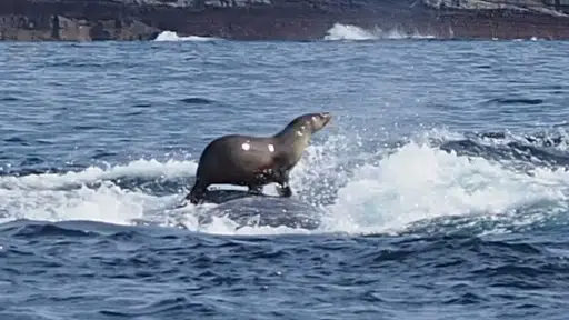 Seal