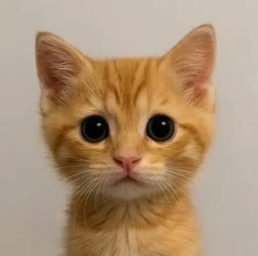 Neko