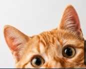 Billi