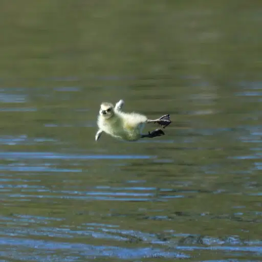 Leap