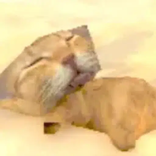 chillCAT