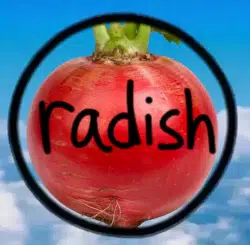 RADISH