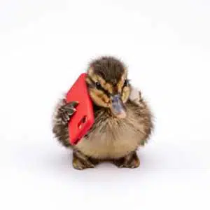 CallDuck