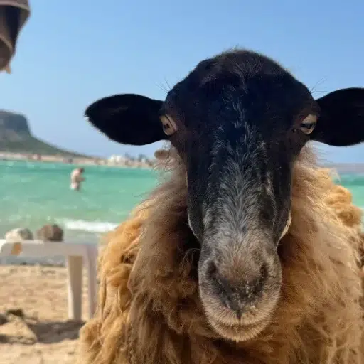 SHEEP