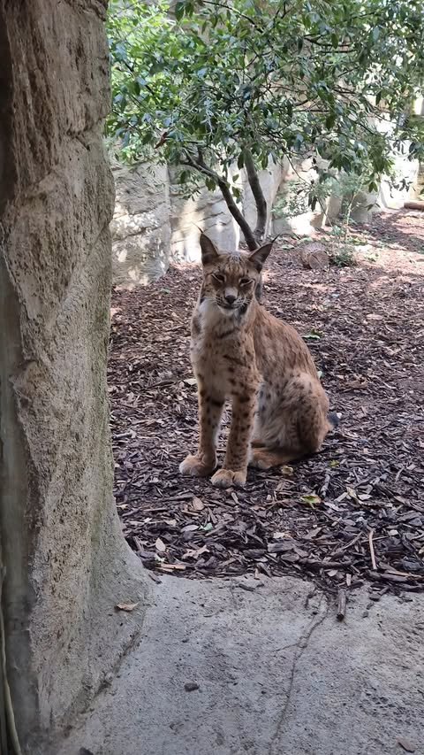 Lynx
