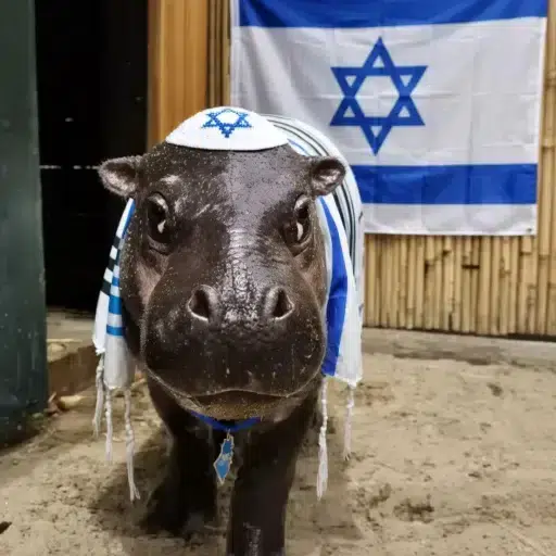 פיונה