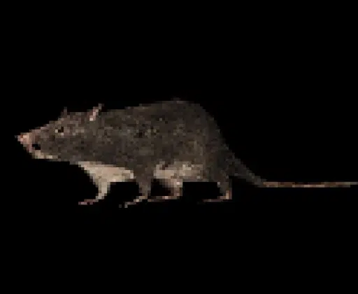 SR