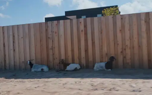 XGOATS
