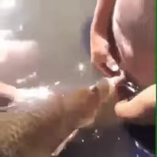 cockfish