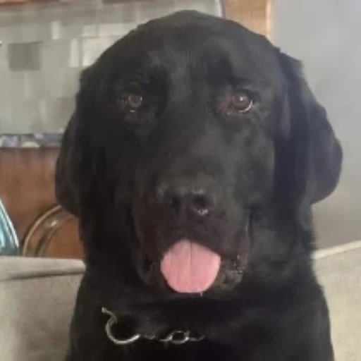 hank