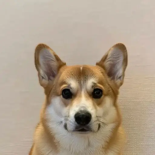 Corgi