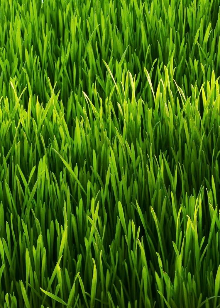 GRASS