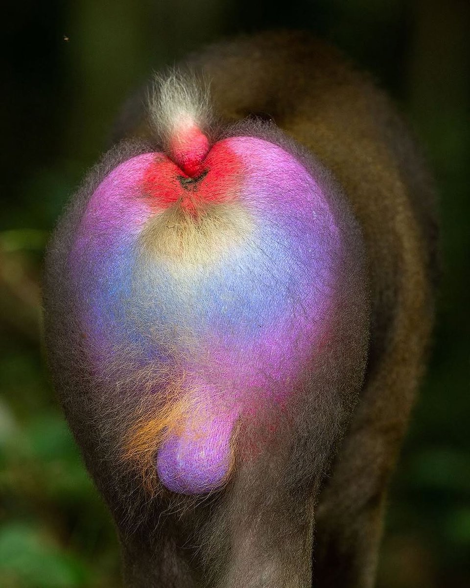 Mandrilla