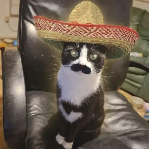 Mew-chacho