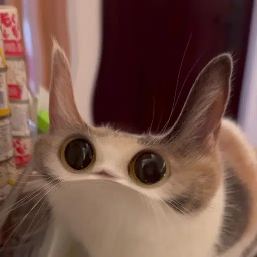 MEEPCAT