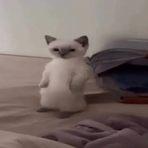 mimi