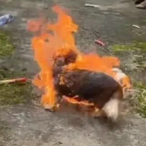 WangWang