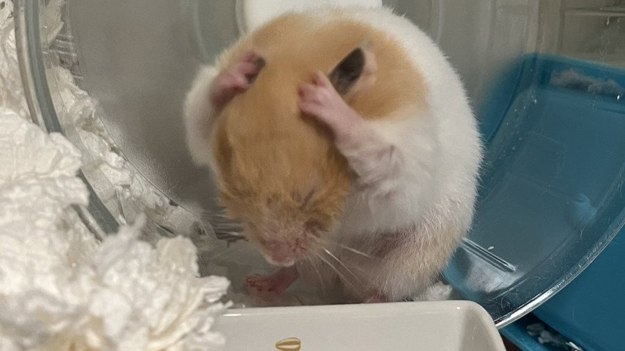 NIKOGE